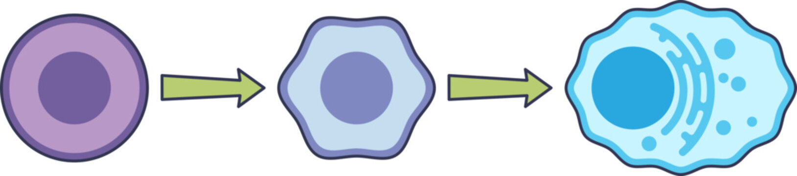 Diagram of B cell differentiation into a plasma cell. Shows a lymphocyte maturing into an antibody-producing cell, a key process in the adaptive immune system.