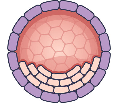 A diagram of a blastocyst, a stage in early embryonic development. Shows the inner cell mass, trophectoderm, and blastocoel, crucial for implantation.