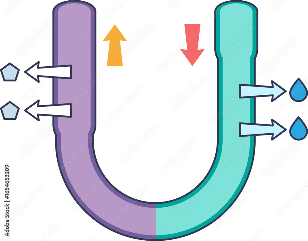 Poster diagram of countercurrent multiplication in the loop of henle. shows water reabsorption in the desce