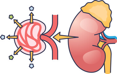 An illustration of a kidney and a damaged glomerulus, showing impaired filtration. This represents the pathophysiology of diabetic nephropathy, a serious complication of diabetes.