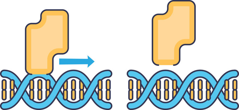 Transcription Factor Images – Browse 1,332 Stock Photos, Vectors, and ...