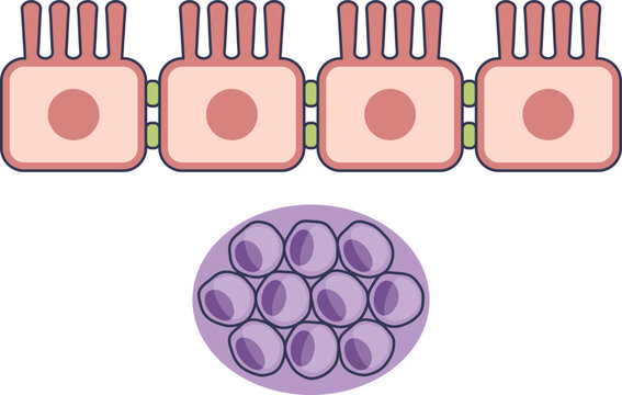 Diagram of Gut-Associated Lymphoid Tissue (GALT). Shows intestinal epithelial cells with microvilli above a lymphoid follicle, representing mucosal immunity.