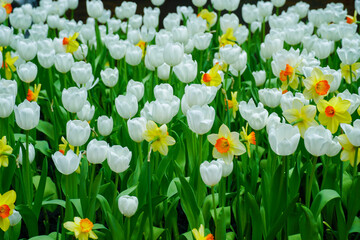 Selective focus of white tulips in a garden. Spring flowers tulips. Tulips field. Amazing white...