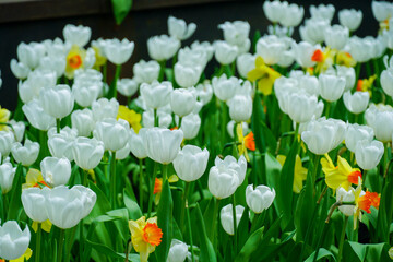 Selective focus of white tulips in a garden. Spring flowers tulips. Tulips field. Amazing white...