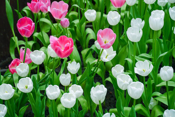 Selective focus of white tulips in a garden. Spring flowers tulips. Tulips field. Amazing white...