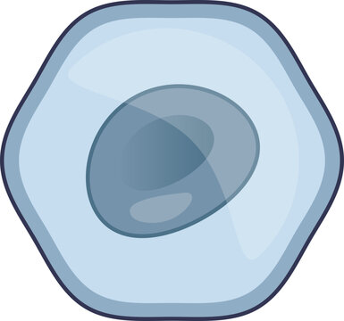 A biological illustration of a monoblast, an immature white blood cell. The image shows the cell's basic structure with a large nucleus and cytoplasm, representing hematopoiesis and immunology.