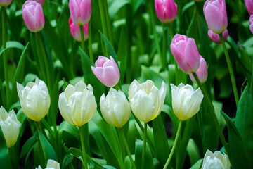 Selective focus of white tulips in a garden. Spring flowers tulips. Tulips field. Amazing white...