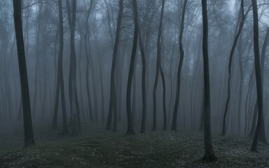 Obraz premium Eerie and Atmospheric Foggy Forest Scene Depicting Mystery and Solitude in the Woods with Dense Fog and Bare Trees