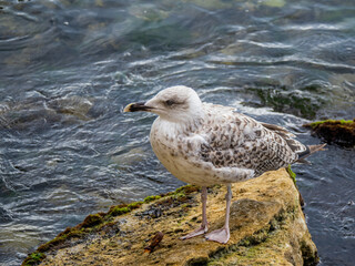 Seagull on the rocks