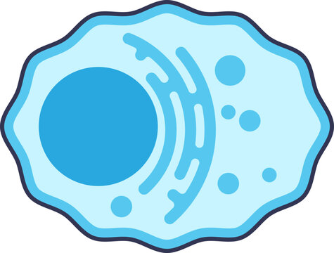 A stylized icon of a plasma cell (plasmacyte) showing its eccentric nucleus and endoplasmic reticulum. Represents immunology, antibody production, and cellular biology.