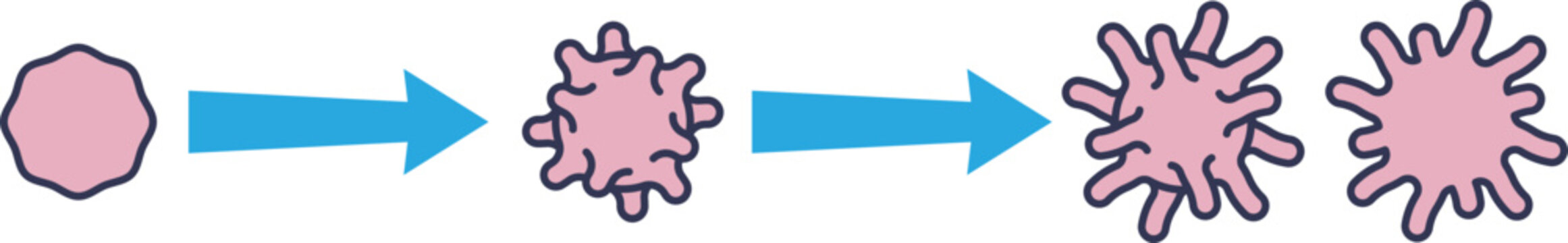 A diagram illustrating the stages of platelet activation. A resting, discoid platelet progressively changes shape, extending pseudopods to become fully activated for blood clotting and hemostasis.