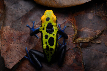 Herpetofauna