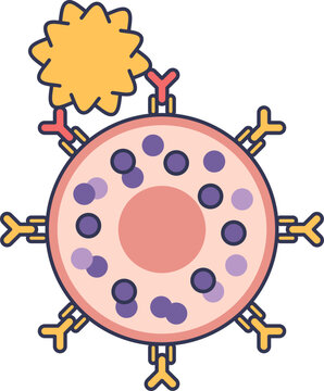 An allergen crosslinks IgE antibodies on a mast cell, triggering degranulation. This vector illustration depicts the cellular basis of an allergic reaction.
