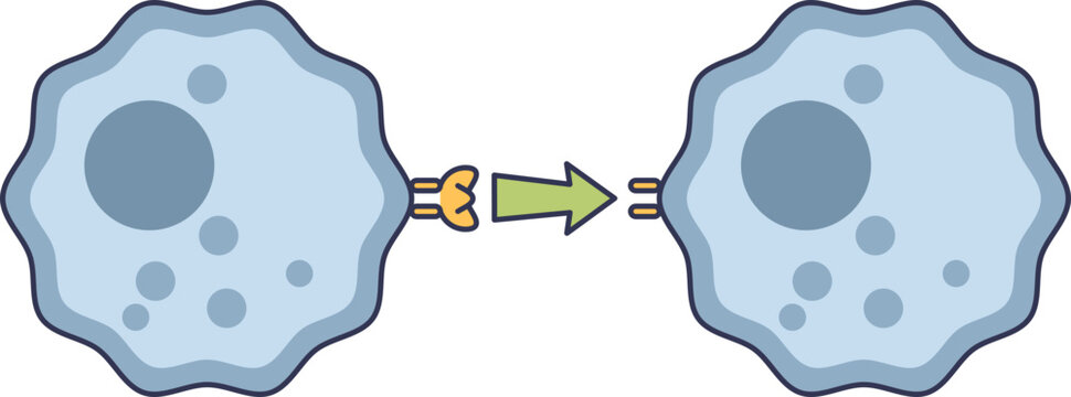 An antigen-presenting cell (APC) presents an allergen fragment to a T-cell. This diagram illustrates the cellular interaction that initiates an allergic immune response and sensitization.