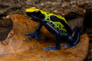 Obraz premium Herpetofauna