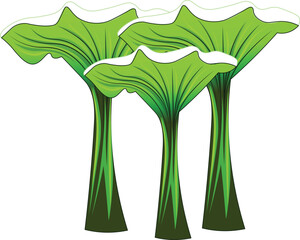 Mushrooms illustrations