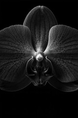 Striking monochrome close-up of a dark orchid bloom against a black background showcasing intricate petal details and a captivating floral form