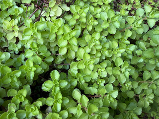 Top view of Sedum spurium ground cover forming a natural green succulent texture. Nature background...
