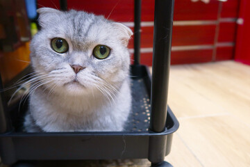 Happy cat lying on shelf feeling safe. Indoor pet. pet shop