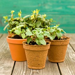 Fototapeta premium Several small potted plants sit on weathered wood against a teal background