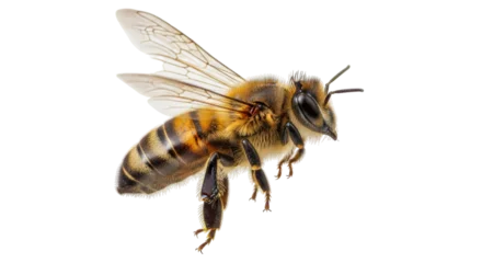 Fotobehang Bij Isolated Flying Honey Bee  © Fernando