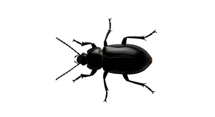 Isolated Black Ground Beetle