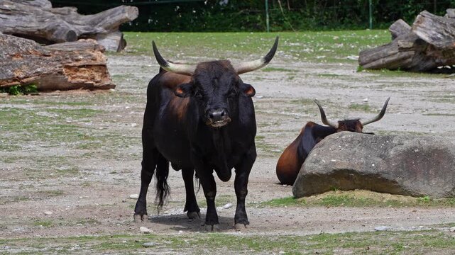 Heck cattle, Bos primigenius taurus, claimed to resemble the extinct aurochs. Domestic highland cattle
