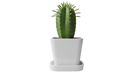 Isolated cactus