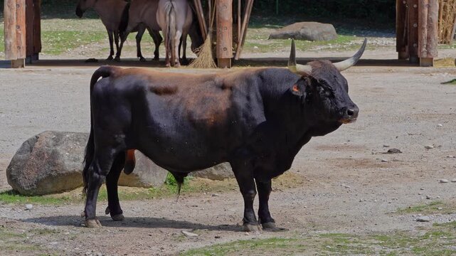 Heck cattle, Bos primigenius taurus, claimed to resemble the extinct aurochs. Domestic highland cattle