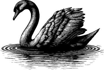 Naklejka premium Elegant swan silhouette on calm water - vintage hand-drawn engraving for retro design