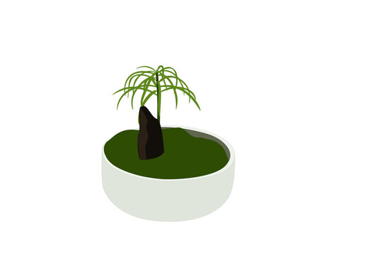 green plant in pot