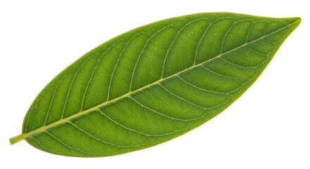 Isolated Leaf