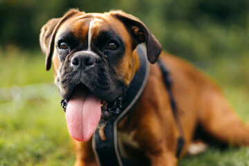 Obraz premium Close-Up of Playful Boxer Dog with Tongue Out Relaxing on Grass in Natural Light