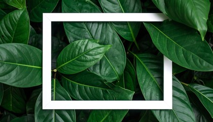 Square Frame on Lush Green Leaves  Natural Background for Design with Copy Space.