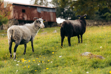 Fototapeta premium Two Norwegian Wild Sheep Grazing in Summer Meadow Near Weathered Red Barn