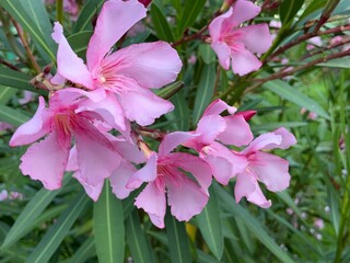 pink flowers