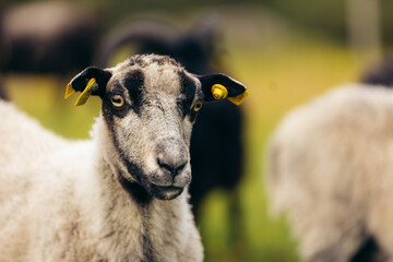 Close-Up of Norwegian Wild Sheep with Ear Tags in Meadow