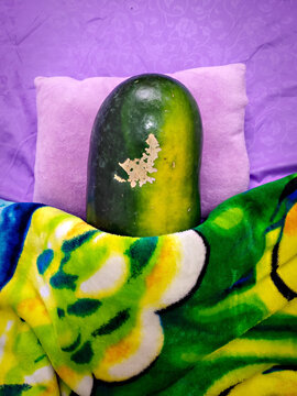 Naklejki A watermelon sleeping on a purple pillow with a green blanket. A child's pranks while playing