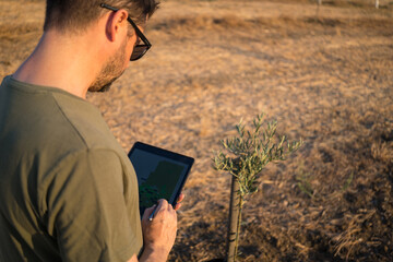 Farmer with tablet in olive grove under the sun