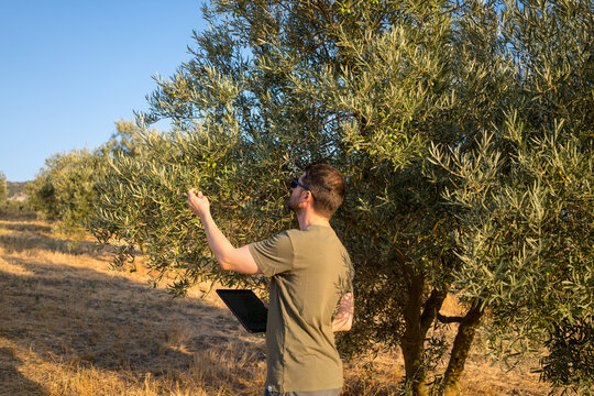 Man tending olive grove with modern technology