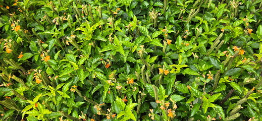 Crossandra or Barleria strigosa Willd is planted as an ornamental plant in gardens. It has...