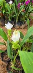 Siam Tulip, white-flowered variety grown in black bags ready for sale. Krachao flowers bloom in...