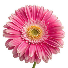 Vibrant pink gerbera daisy with yellow center on black background