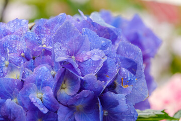 雨露に濡れた青い紫陽花の花