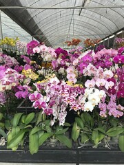 Colorful Orchids Blooming in Greenhouse Nursery