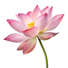 Fototapeta premium Delicate pink lotus flower blooms against a stark black background