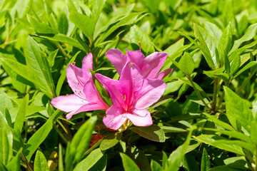 新緑に咲くピンクのツツジの花