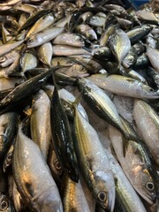 Fresh Mackerel on Ice at Market