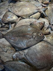 Fresh Pomfret Fish at Market