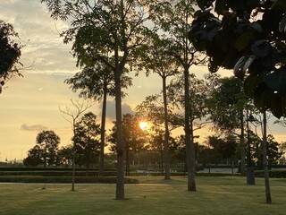 Golden Sunset Through Trees in Peaceful Urban Park